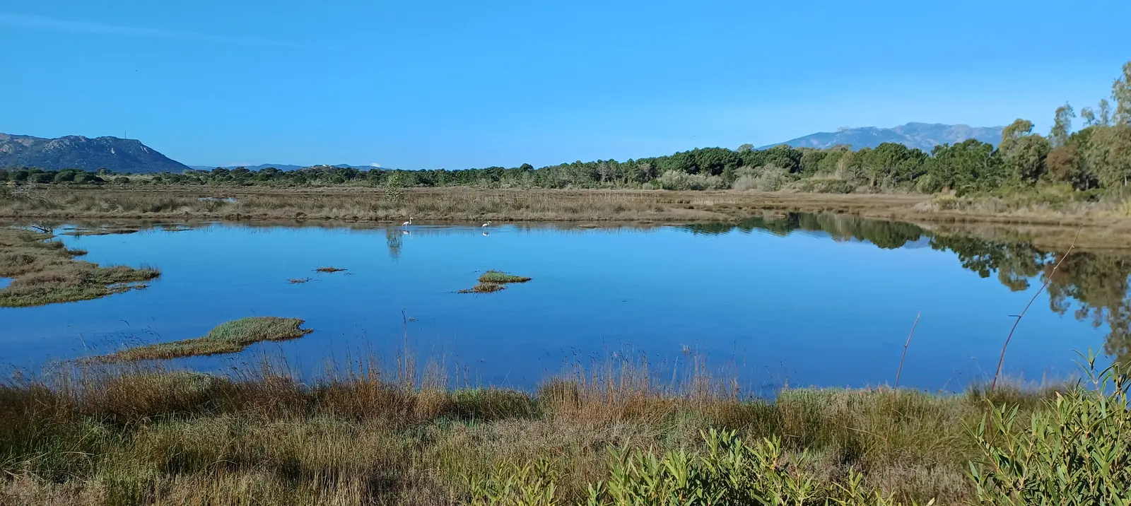 Vue panoramique de la zone humide avec montagnes corses
