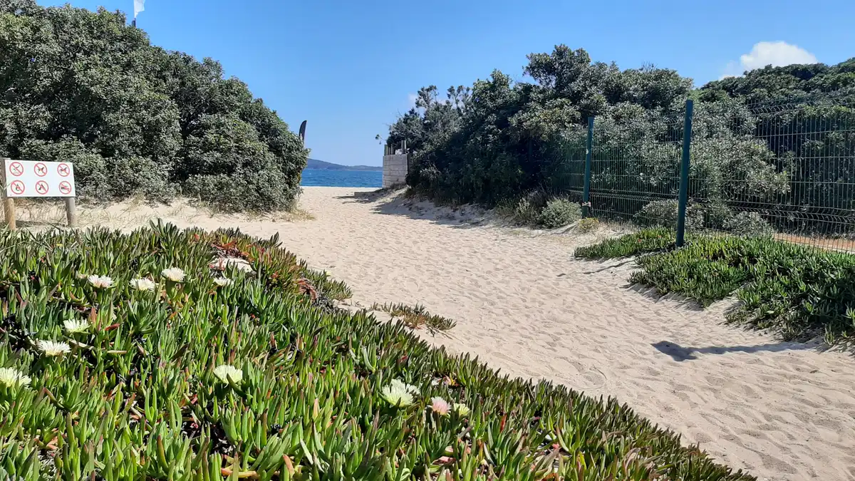 Sentier d'accès à la plage à travers la végétation